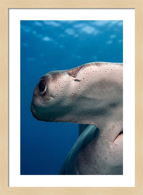 Hammerhead Shark Close Up