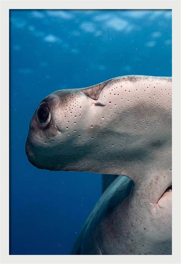 Hammerhead Shark Close Up