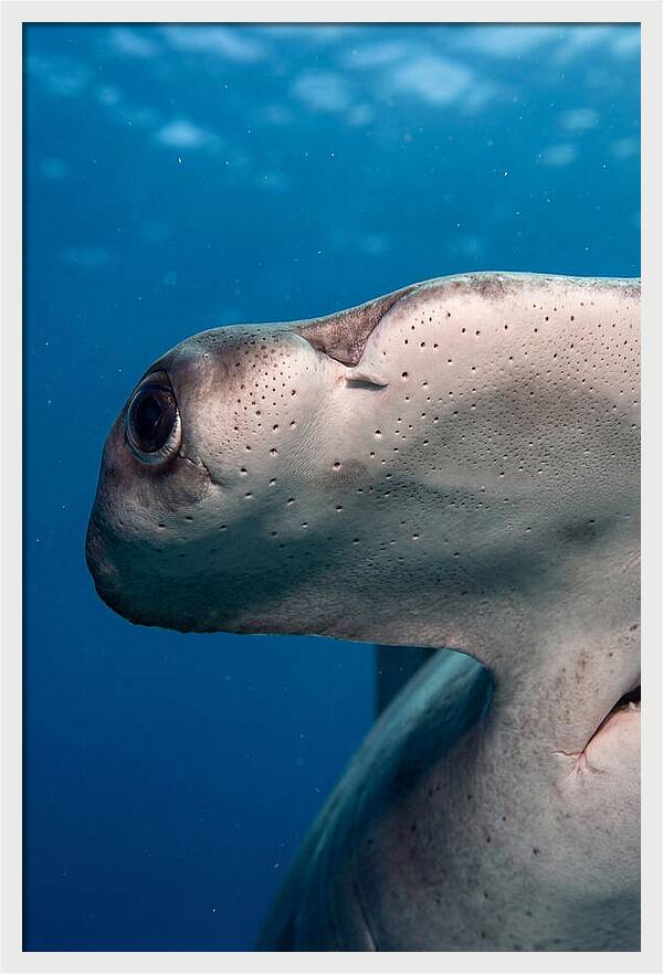 Hammerhead Shark Close Up