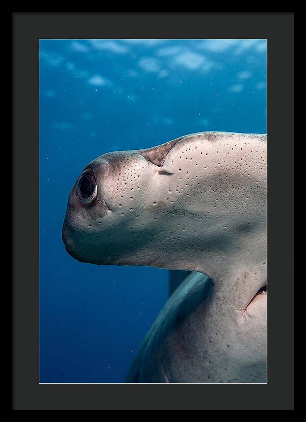 Hammerhead Shark Close Up
