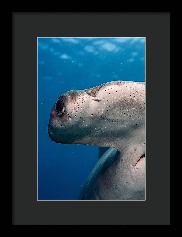 Hammerhead Shark Close Up