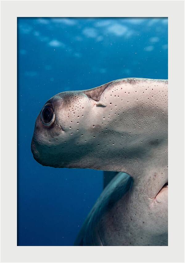Hammerhead Shark Close Up