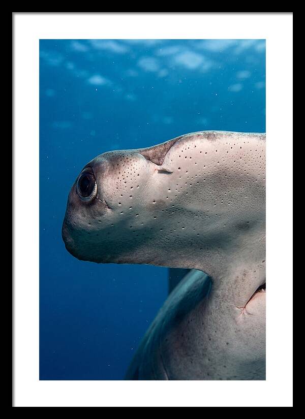 Hammerhead Shark Close Up