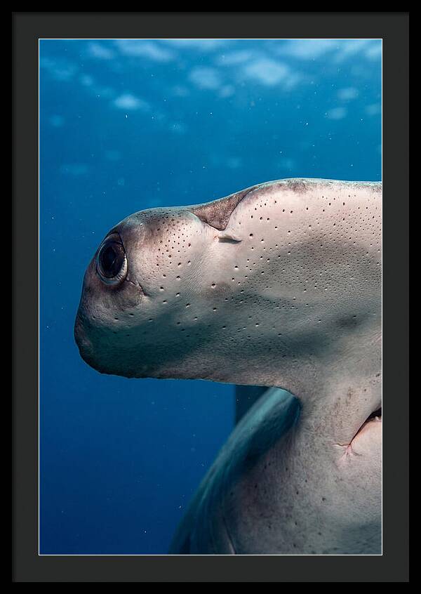 Hammerhead Shark Close Up