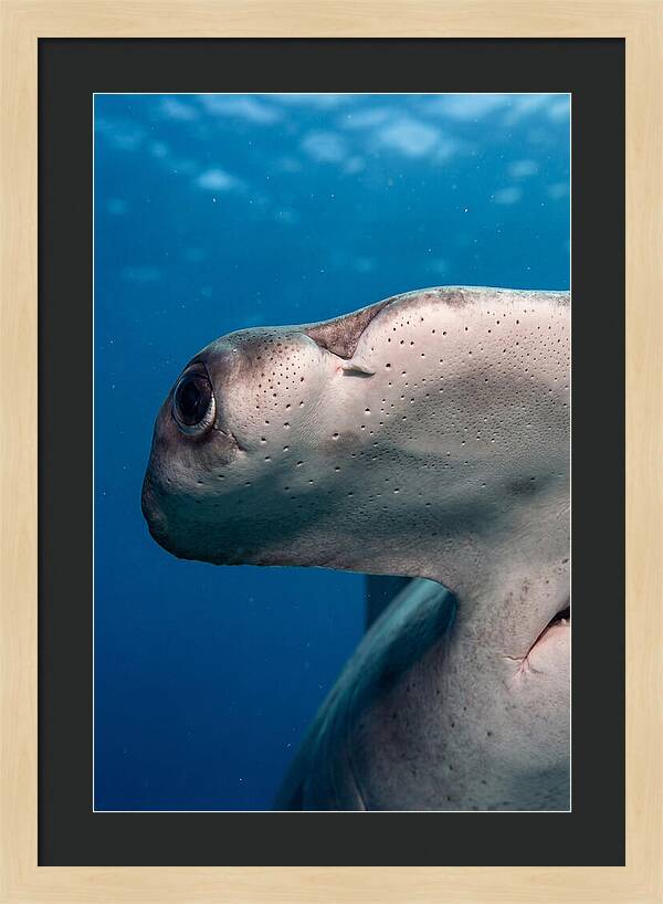Hammerhead Shark Close Up