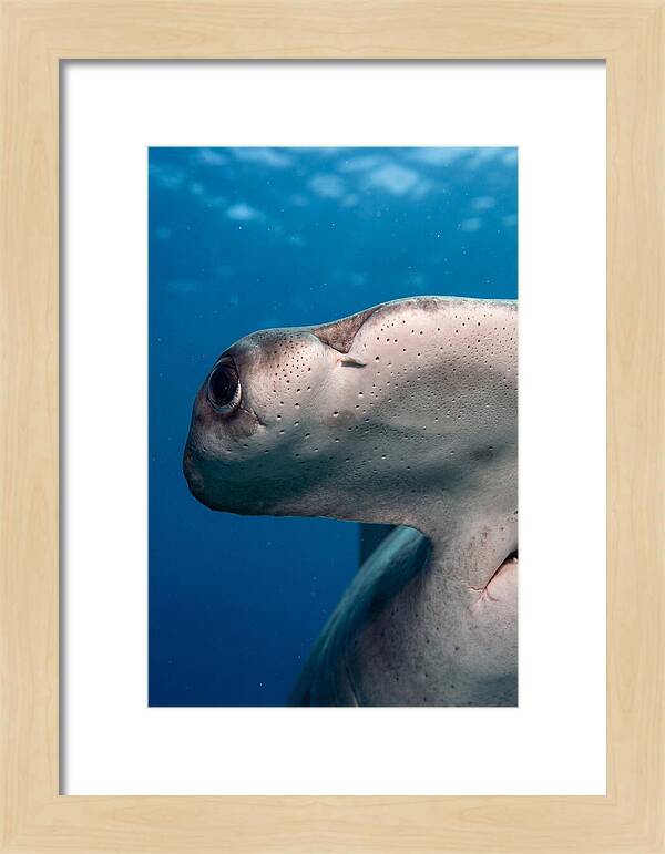 Hammerhead Shark Close Up