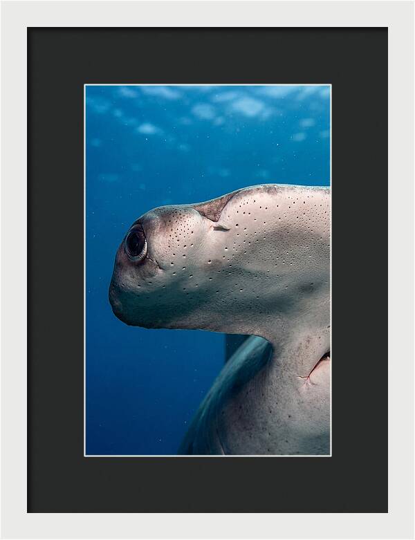 Hammerhead Shark Close Up