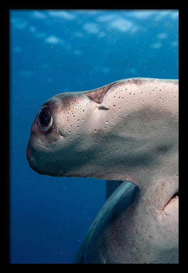 Hammerhead Shark Close Up