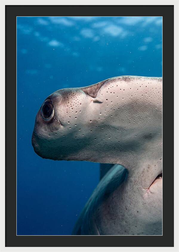 Hammerhead Shark Close Up