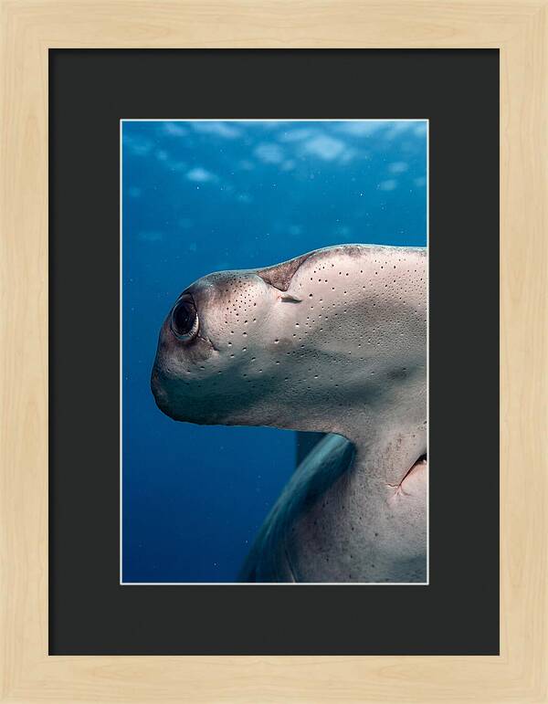 Hammerhead Shark Close Up