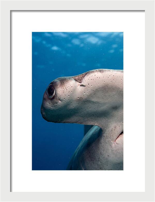 Hammerhead Shark Close Up