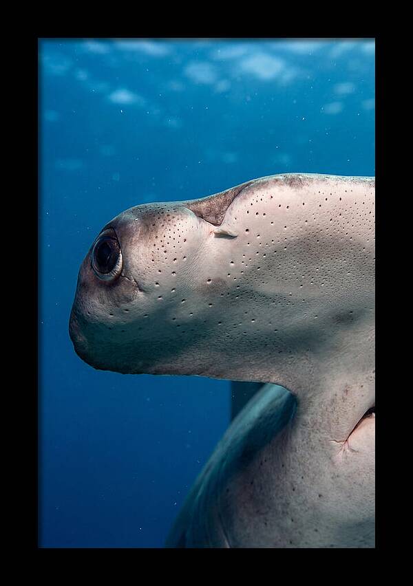 Hammerhead Shark Close Up