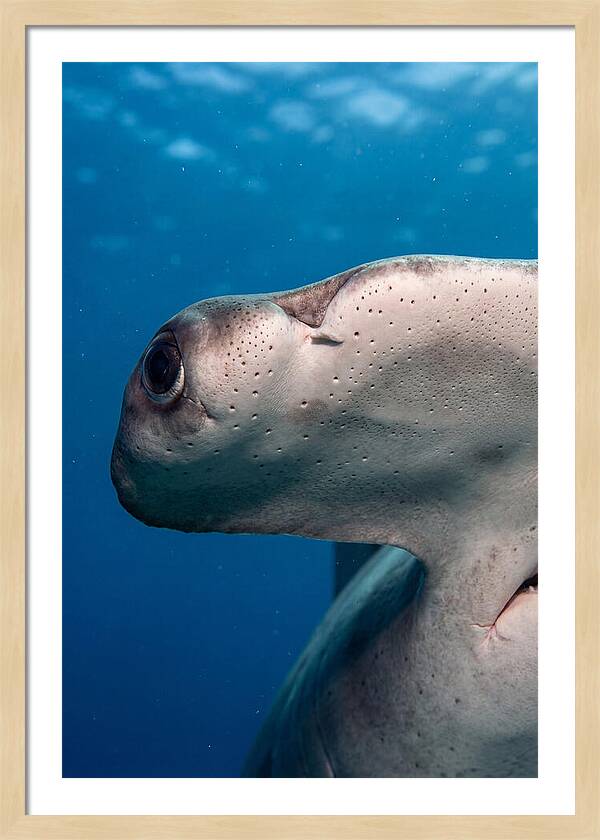 Hammerhead Shark Close Up