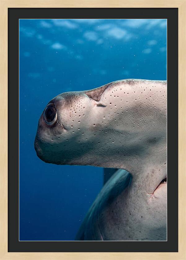 Hammerhead Shark Close Up