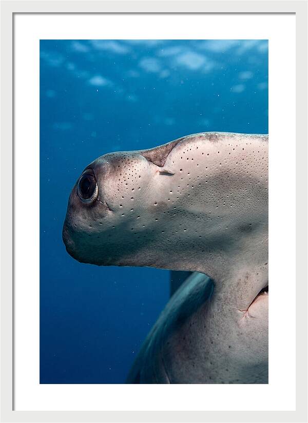 Hammerhead Shark Close Up