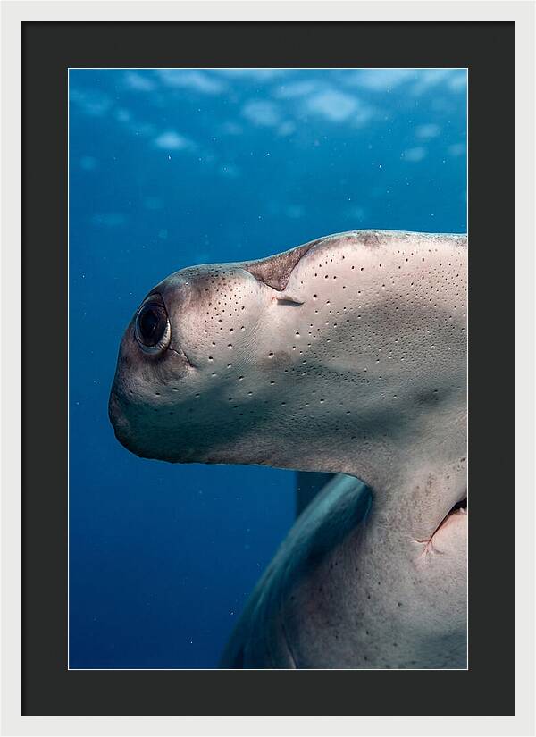 Hammerhead Shark Close Up