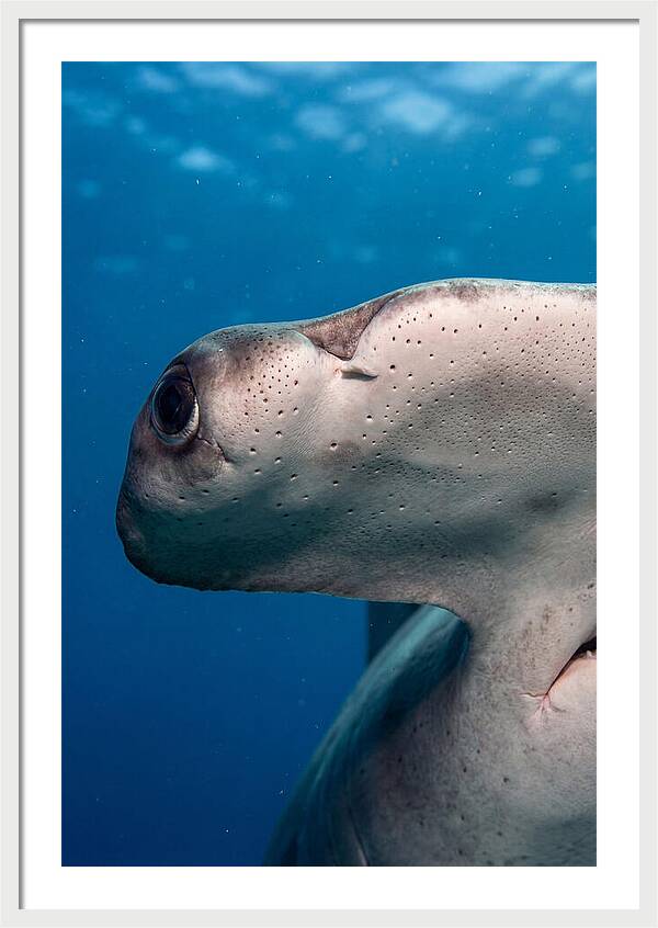 Hammerhead Shark Close Up
