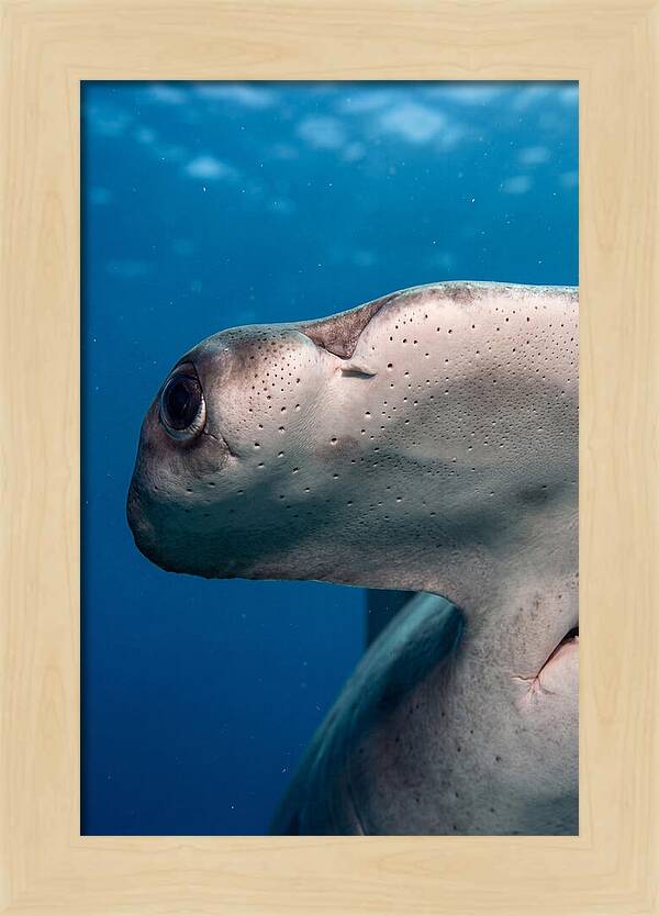 Hammerhead Shark Close Up