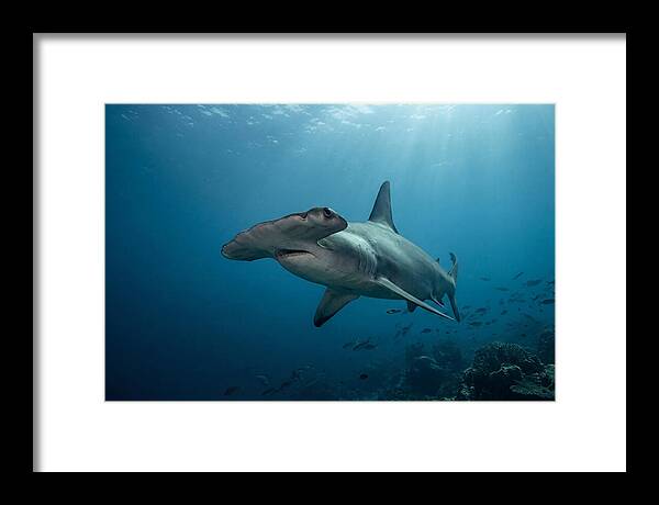 Hammerhead Shark Majesty