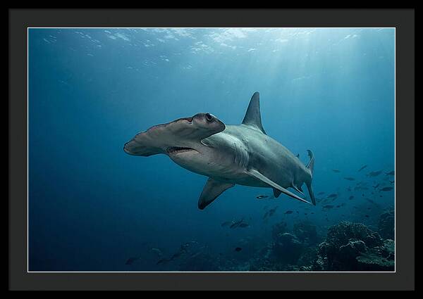 Hammerhead Shark Majesty