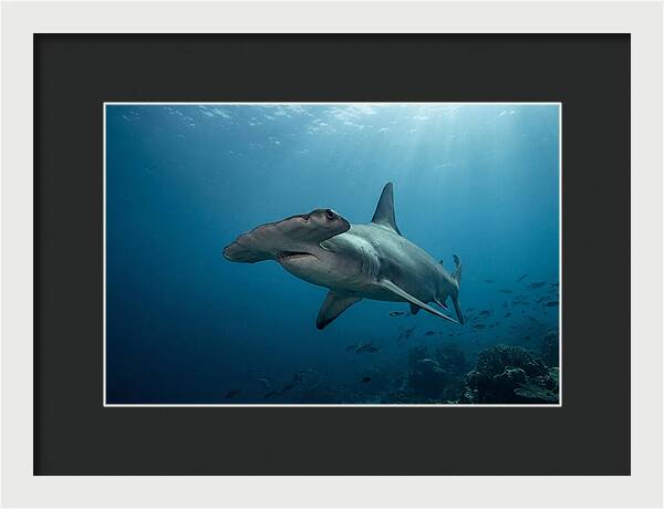 Hammerhead Shark Majesty
