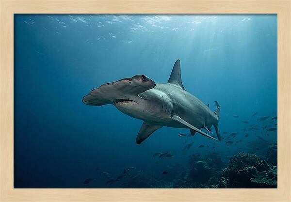 Hammerhead Shark Majesty