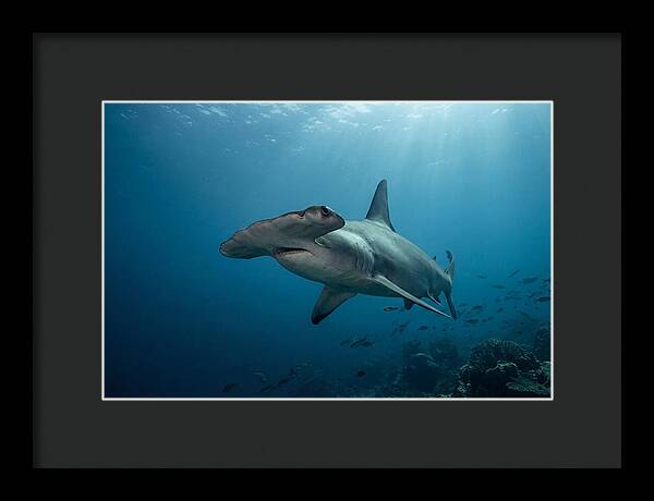 Hammerhead Shark Majesty