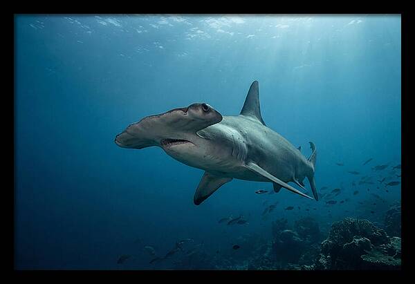 Hammerhead Shark Majesty