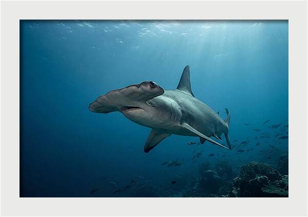 Hammerhead Shark Majesty