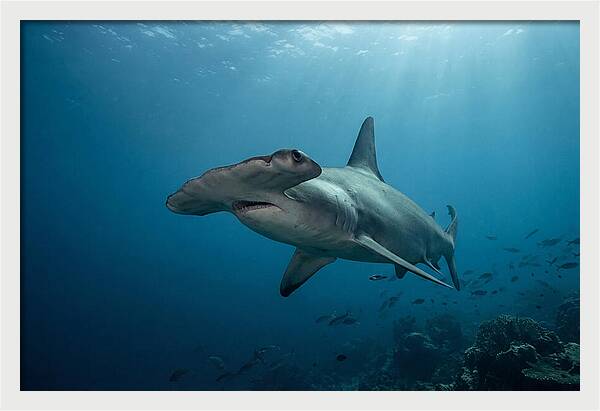 Hammerhead Shark Majesty