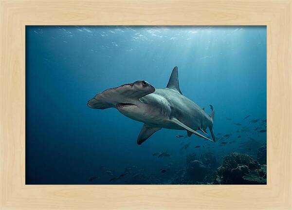 Hammerhead Shark Majesty