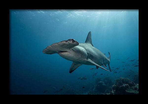 Hammerhead Shark Majesty