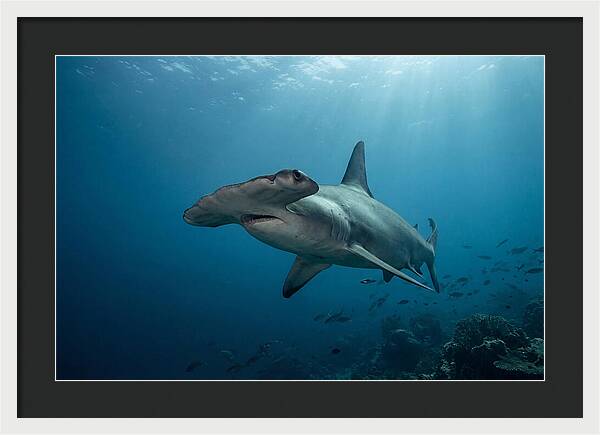 Hammerhead Shark Majesty