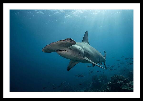 Hammerhead Shark Majesty