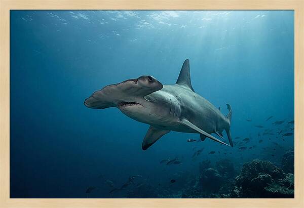 Hammerhead Shark Majesty