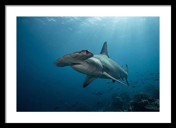 Hammerhead Shark Majesty