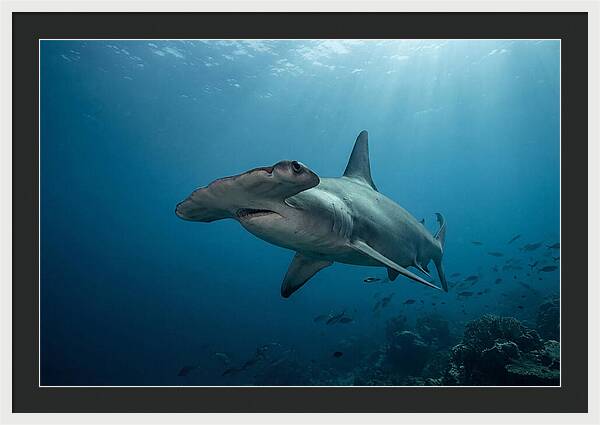 Hammerhead Shark Majesty