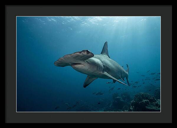 Hammerhead Shark Majesty