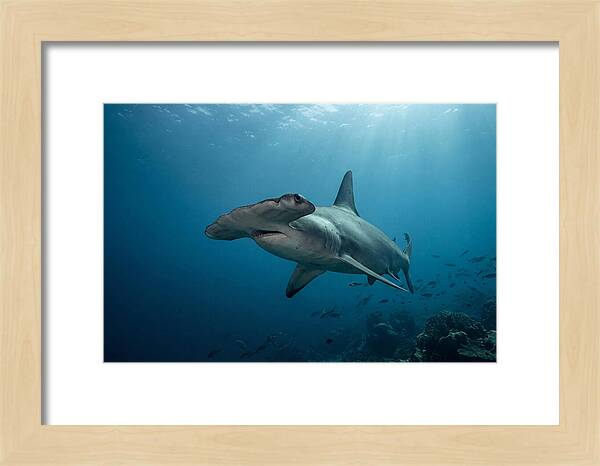 Hammerhead Shark Majesty
