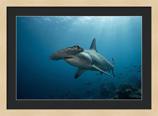 Hammerhead Shark Majesty