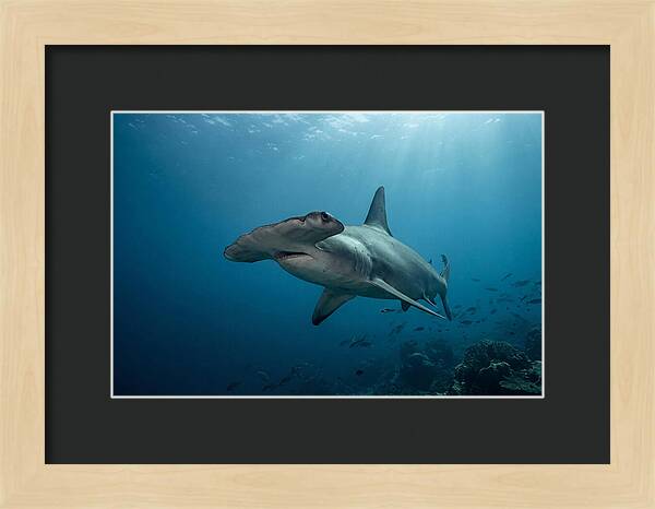 Hammerhead Shark Majesty