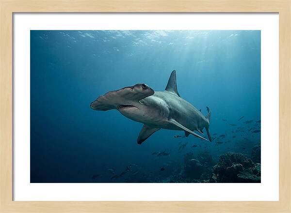 Hammerhead Shark Majesty