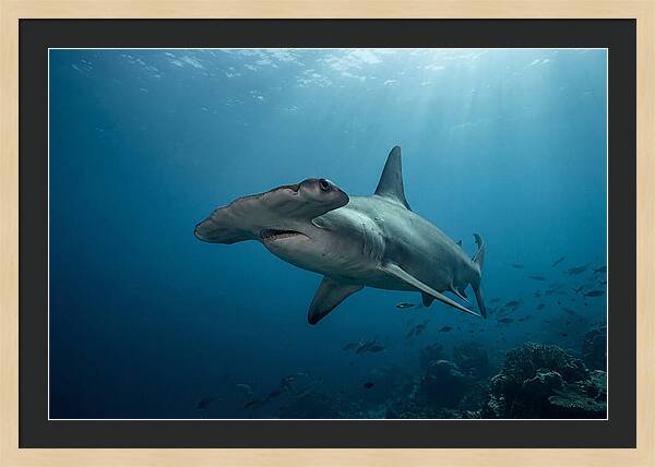 Hammerhead Shark Majesty