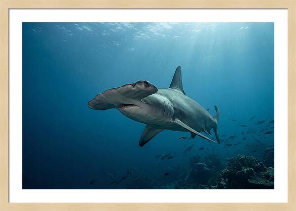 Hammerhead Shark Majesty