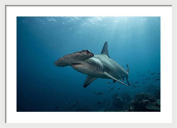 Hammerhead Shark Majesty