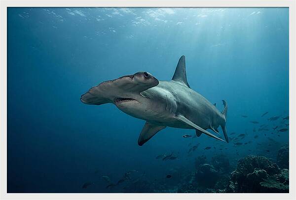 Hammerhead Shark Majesty