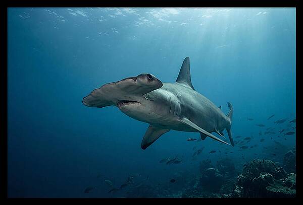 Hammerhead Shark Majesty