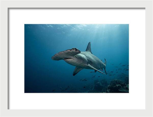 Hammerhead Shark Majesty