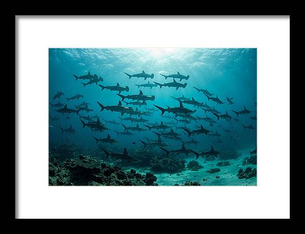 Hammerhead Sharks In Formation