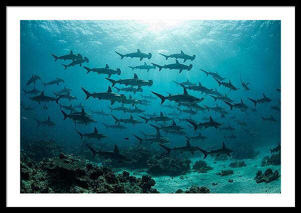 Hammerhead Sharks In Formation